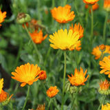 Masque apaisant à base d'oxyde de zinc, d'extrait de marron d'Inde, de calendula et d'huile de soja formulé pour apaiser et rééquilibrer la peau